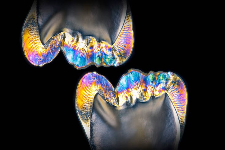 fernando rey denti pro photography